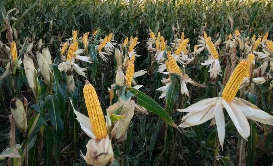 雨天湿玉米怎么防止发霉,玉米在阴雨天发霉怎么办