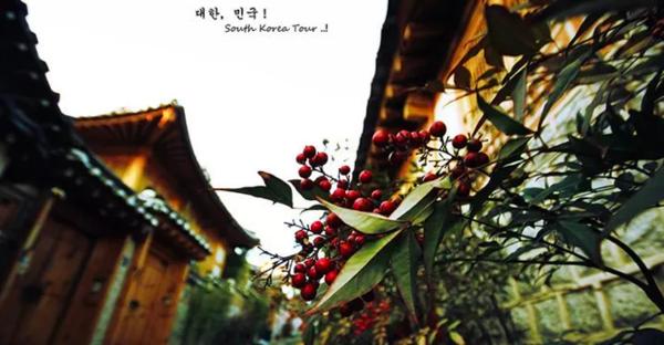 济州岛一年往返12次,到济州岛旅行行程