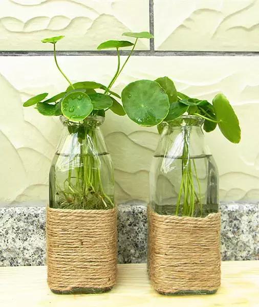 水培绿萝长青苔怎么办,水培金钱草叶子小怎么处理