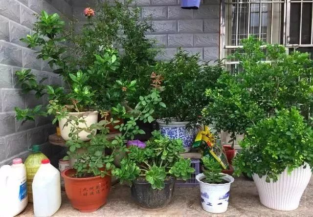 给花浇凉白开,给花浇多菌灵水会怎样