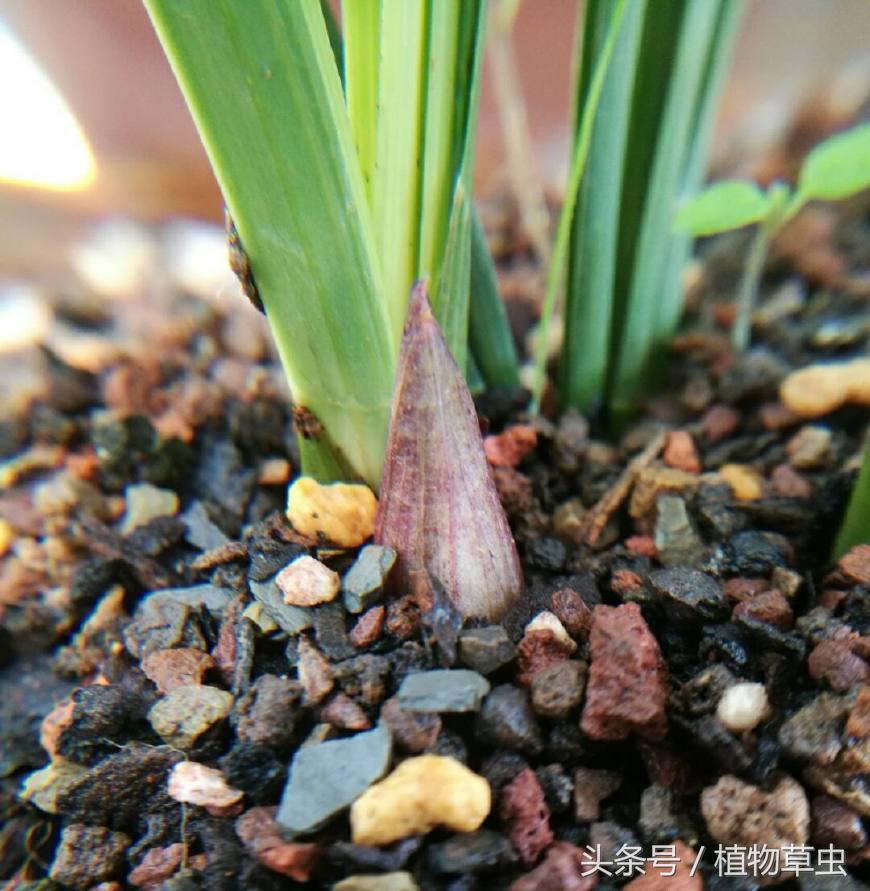 刚收到带花苞的兰花需要施肥吗,兰花有花苞了还能施肥吗