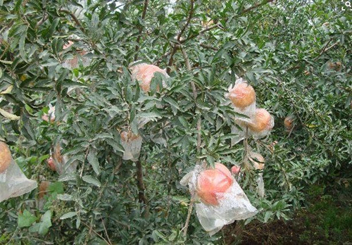 石榴套袋请人套袋,石榴套袋和不套袋的好处与缺点