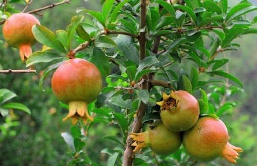 石榴套袋请人套袋,石榴套袋和不套袋的好处与缺点