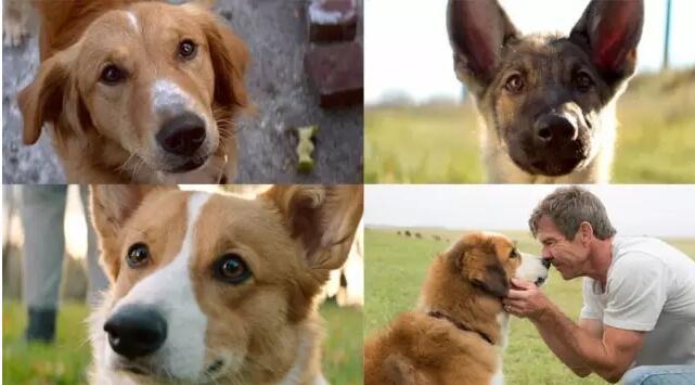 关于狗狗的一部很感人的电影,狗狗感人电影一条狗的使命