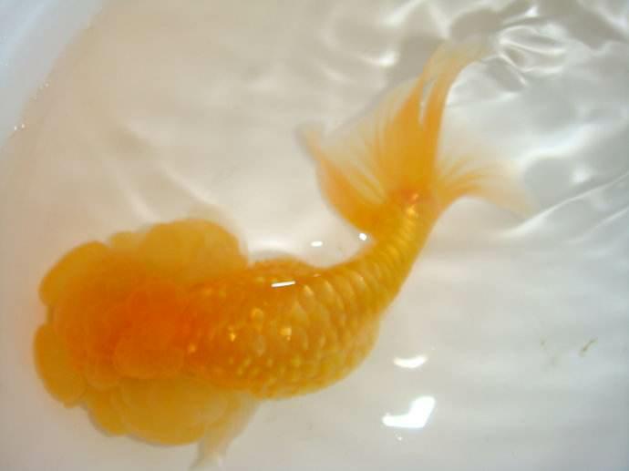 兰寿都是短尾巴吗,兰寿为什么短尾