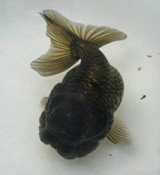 兰寿都是短尾巴吗,兰寿为什么短尾