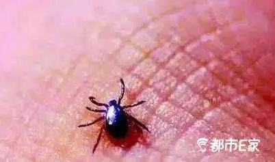 被马蜂蜇了的最快速处理办法,被马蜂蛰的100种方法