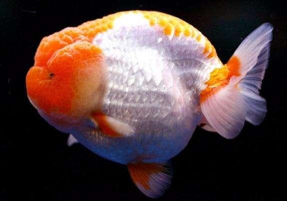 兰寿都是短尾巴吗,兰寿为什么短尾