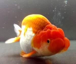 兰寿都是短尾巴吗,兰寿为什么短尾