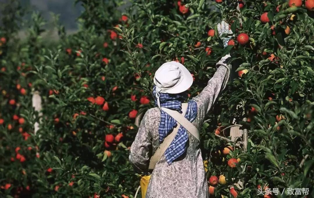 新培育水果品种大全,用种子最容易培育的水果