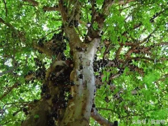 新培育水果品种大全,用种子最容易培育的水果