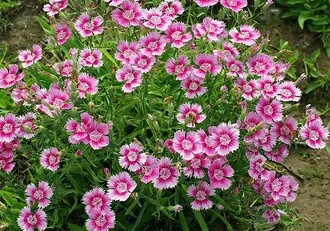 花语大全40种花的花语,花语大全50种花的花语读出来