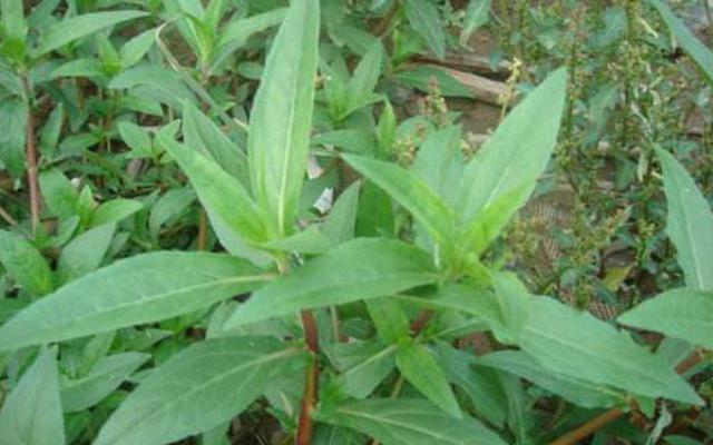 墨旱莲草的功效和用法,植物墨旱莲图片大全