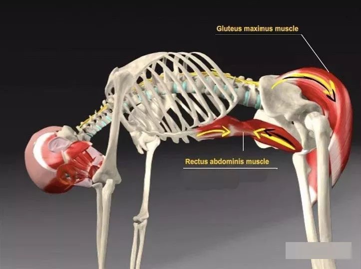猫牛式动作讲解,猫牛式正确练习和错误练习