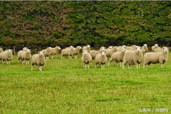 新西兰购物必买清单女,新西兰有哪些必买好物推荐