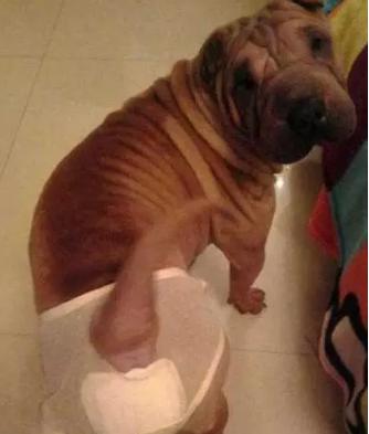 小狗屁股流血是来大姨妈吗,狗狗屁股出血是来例假了吗