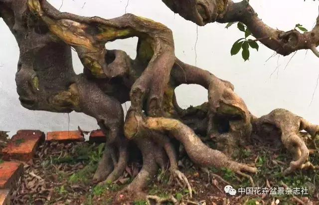 原生桩造型,原生苗盆景定型