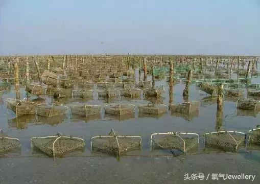 日本akoya珍珠值得收藏吗,日本珍珠akoya值不值得买