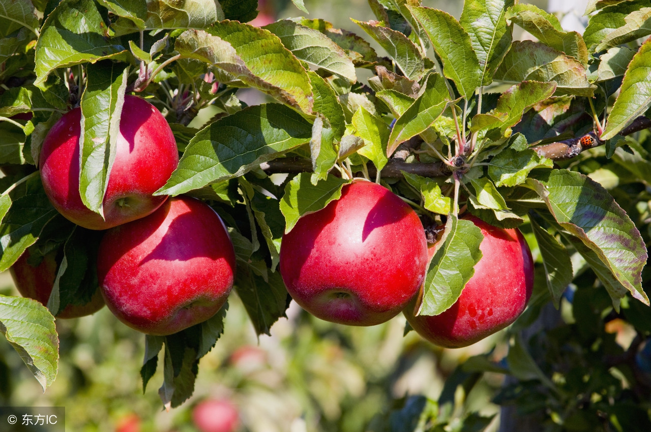 果园常用的24种农药建议收藏,果园农药大全及用途