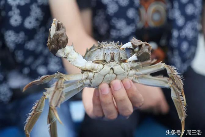 沙家浜夜游旅游攻略大全,沙家浜春节一日游攻略