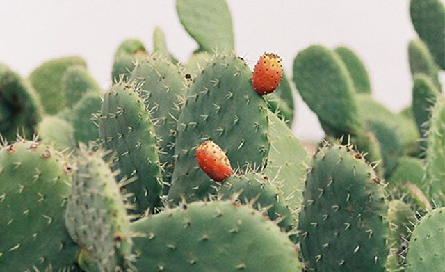 大干皮急救面膜,仙人掌保湿护肤面膜测评