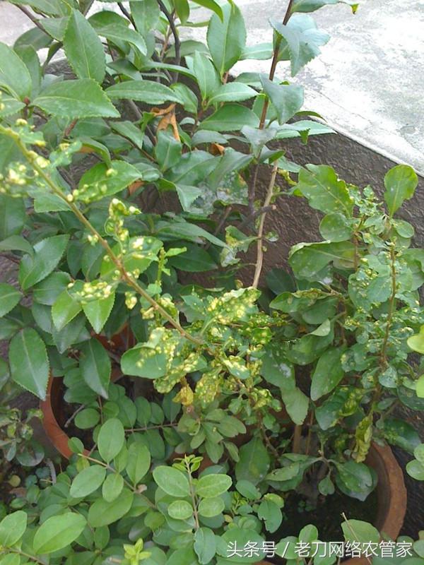 枸杞瘿螨病怎么治疗小妙招,枸杞叶长瘿螨怎么治