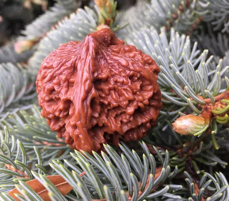 文玩核桃满天星盘出柿子红的包浆长这样