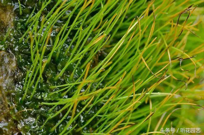 苔藓王国,奇妙的苔藓世界