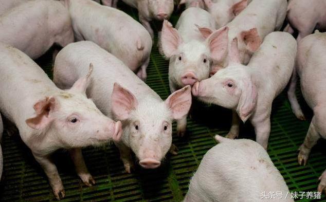 新手养猪猪生病了怎么办,养猪场的小猪有没有病