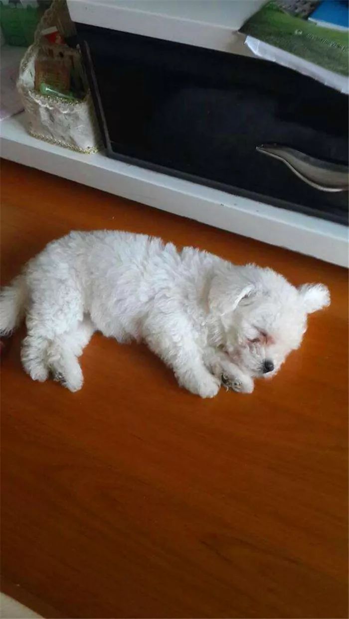 比熊精神状态好呕吐怎么回事,比熊狗狗呕吐吃什么药