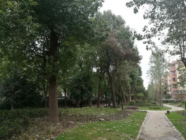 “闵行的好，华漕的美，我三天三夜也说不完！”为什么居民写信这样说……