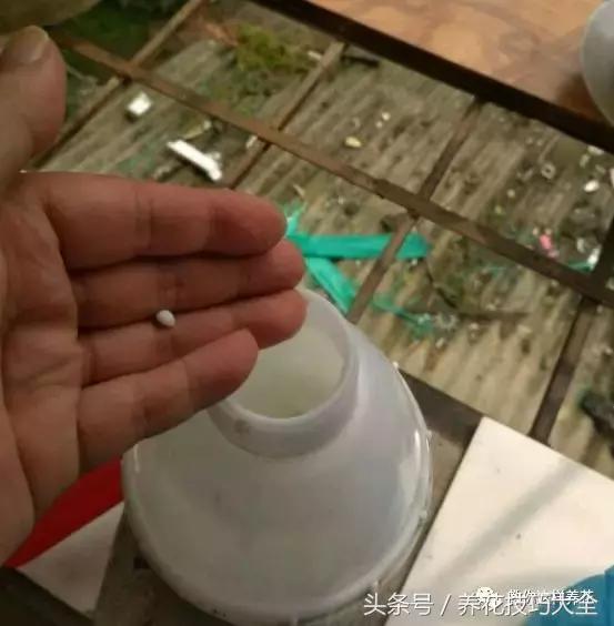 养殖绿萝用这3种办法快速长爆盆,养绿萝学好这3招爆盆快长势猛