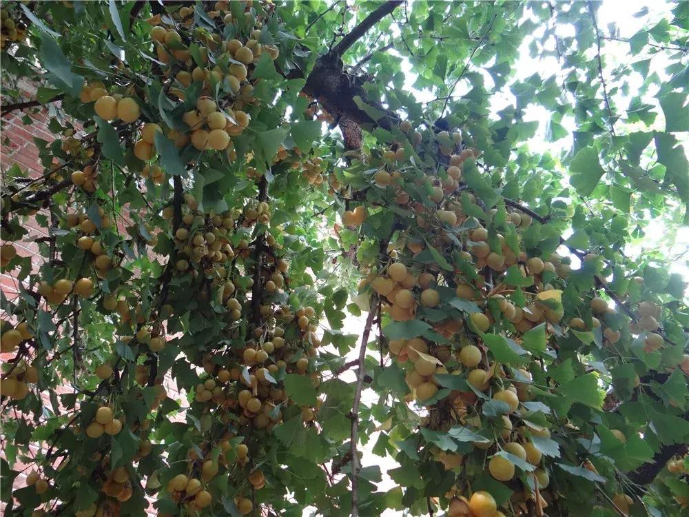 银杏树下充满童年时代美好回忆,银杏树下回忆往事