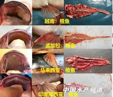 我国哪些地方养殖巴沙鱼,巴沙鱼养殖广东