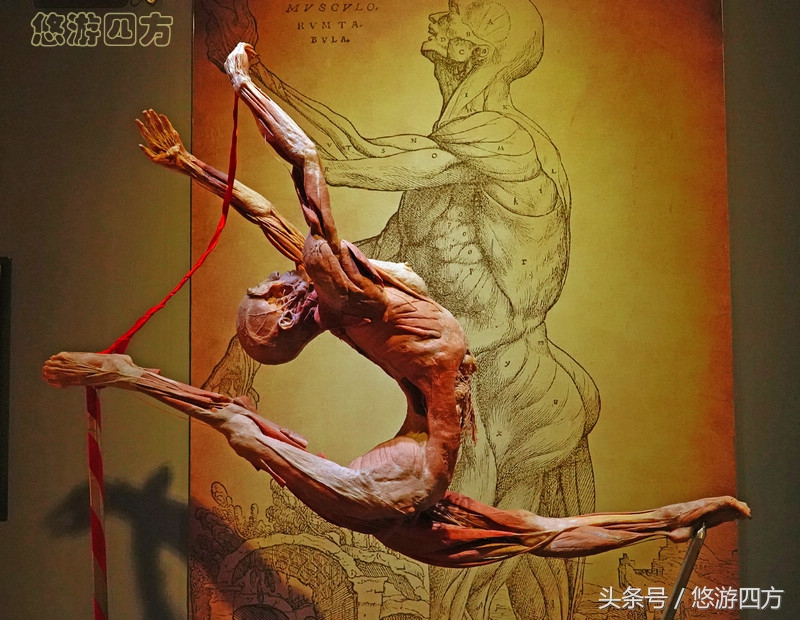 这个博物馆的展品略显重口味，胆小者不敢看，揭示了生命的奥秘！