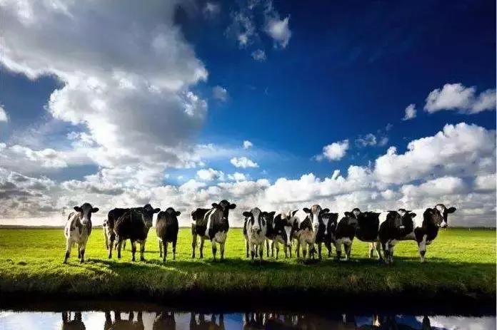 得供应链者得天下总结,中国奶企