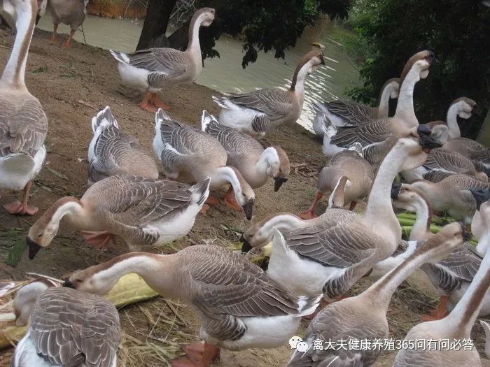 搞养殖怎么贷款,搞养殖找谁去贷款