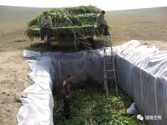 青贮饲料变坏怎么恢复,青贮过度发酵