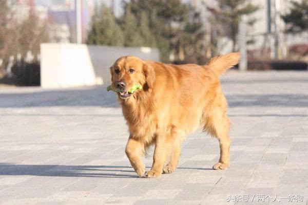 狗狗不运动三个妙招告诉你,怎么解决狗没食物不听话