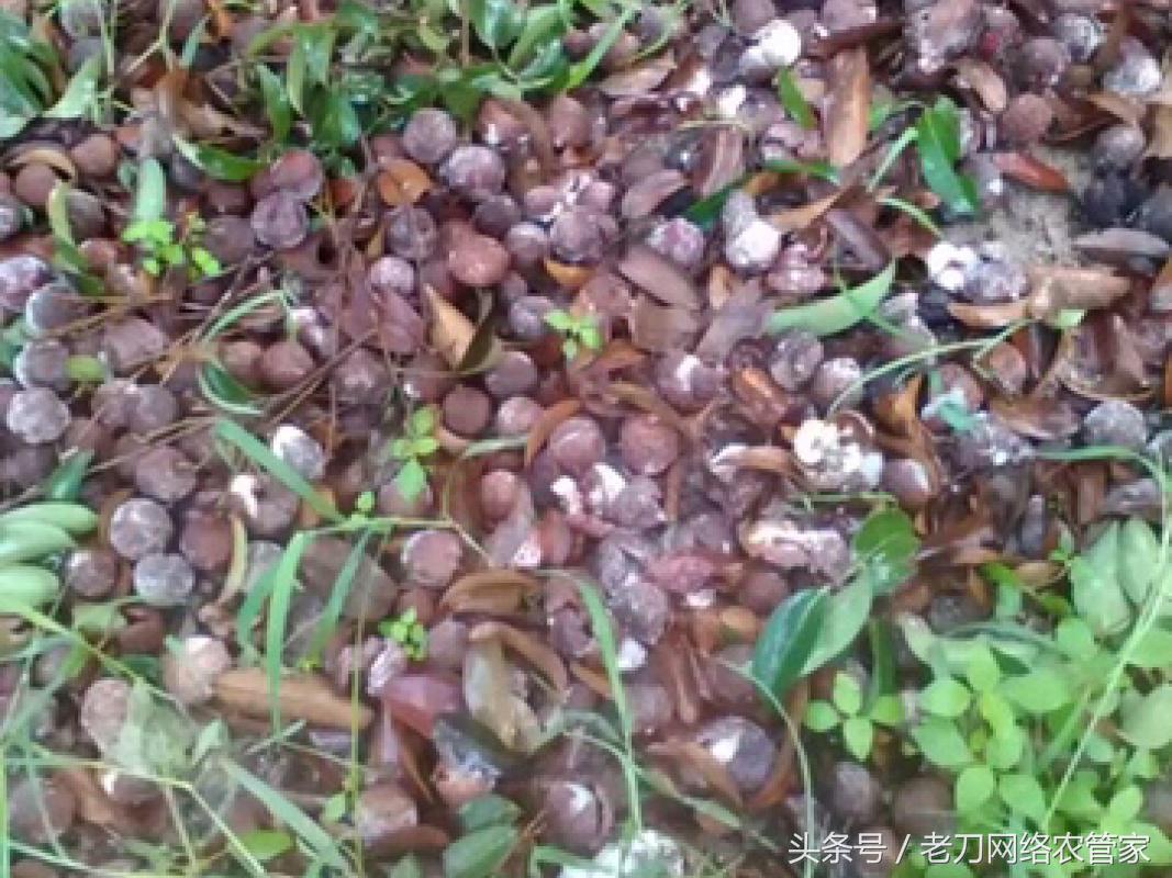 荔枝树干腐病,荔枝酸腐病最好的杀菌剂有哪些