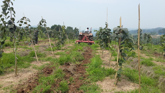 果树烂根小妙招视频,莲雾果树水浇太多烂根能救活吗