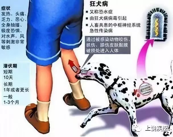 被兔子咬伤需要狂犬疫苗吗,被老鼠兔子咬了要打狂犬疫苗吗