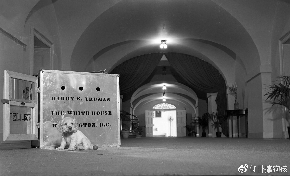 历史上三位总统没有养宠物,美国历史上46个总统