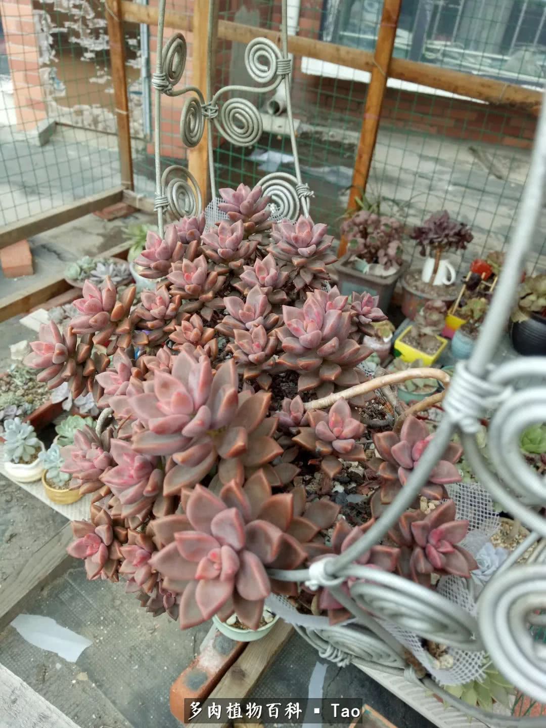 命运多舛，痴迷淡然，肉坚强们逆袭在秋天！