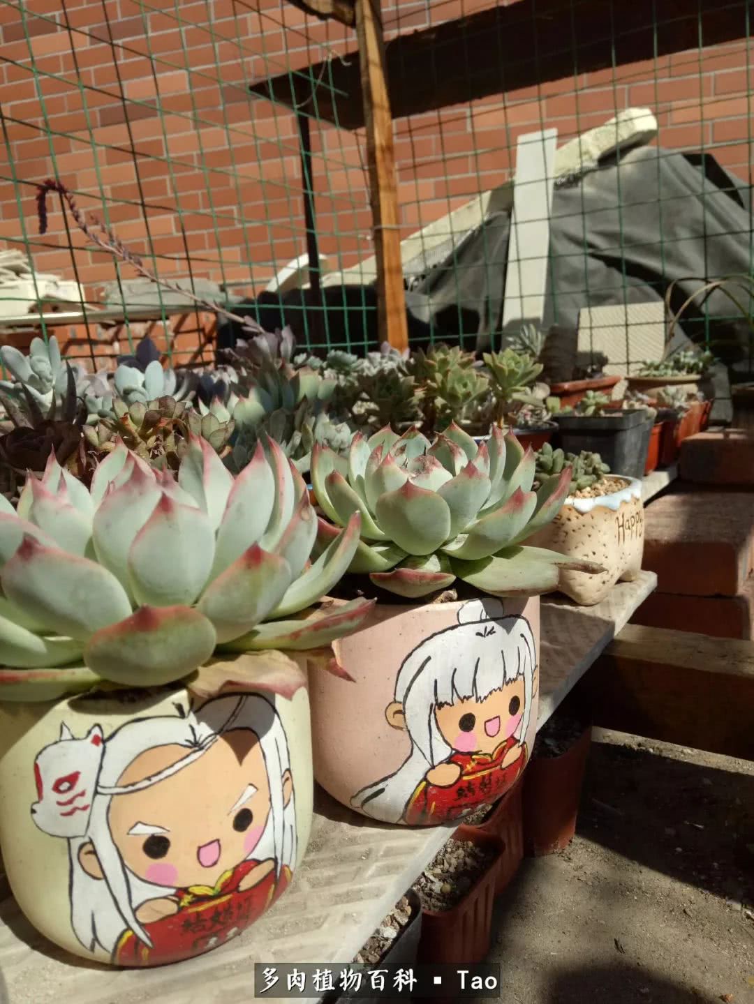 命运多舛，痴迷淡然，肉坚强们逆袭在秋天！