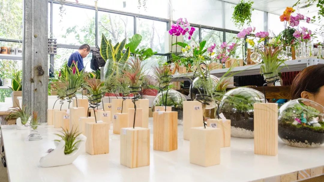 夫子庙花鸟鱼虫市场回忆,夫子庙花木鱼虫市场