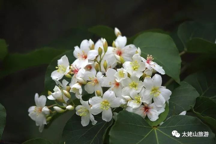 油桐的花开季节,油桐花开画面超级漂亮