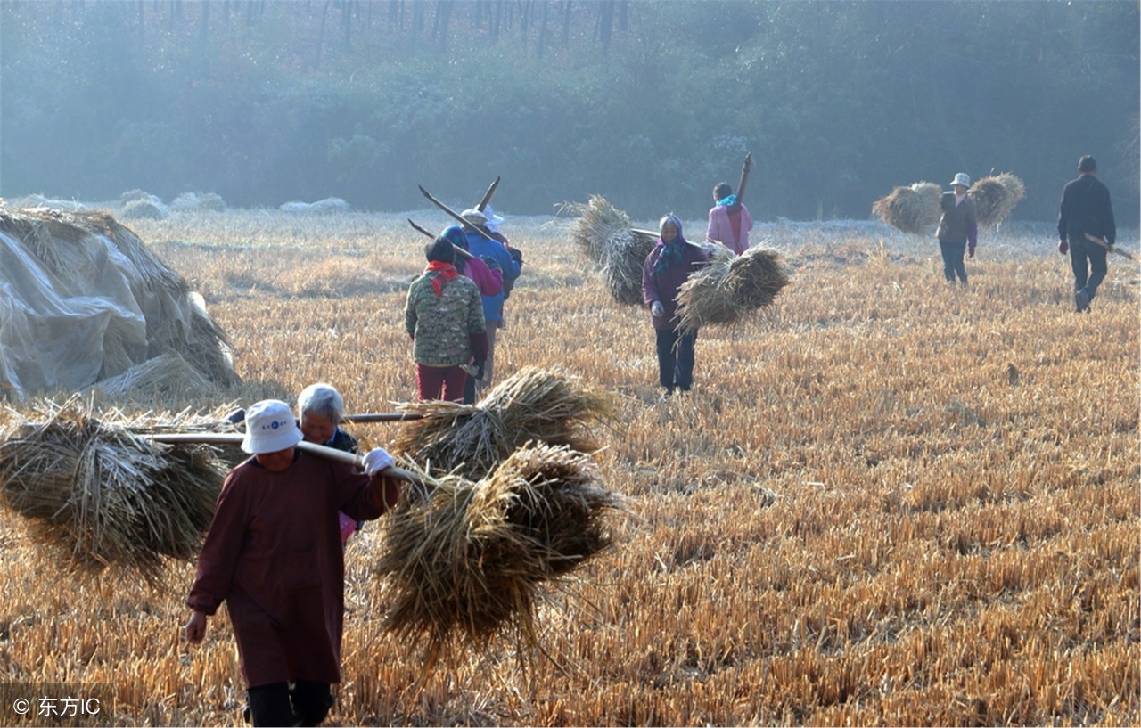 稻草不处理对身体有什么影响,稻草不处理会怎么样
