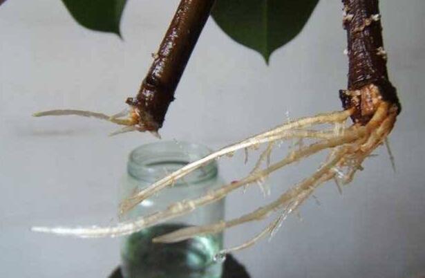 橡皮树太高了可以全部剪掉吗视频,橡皮树长得太高可以砍断吗