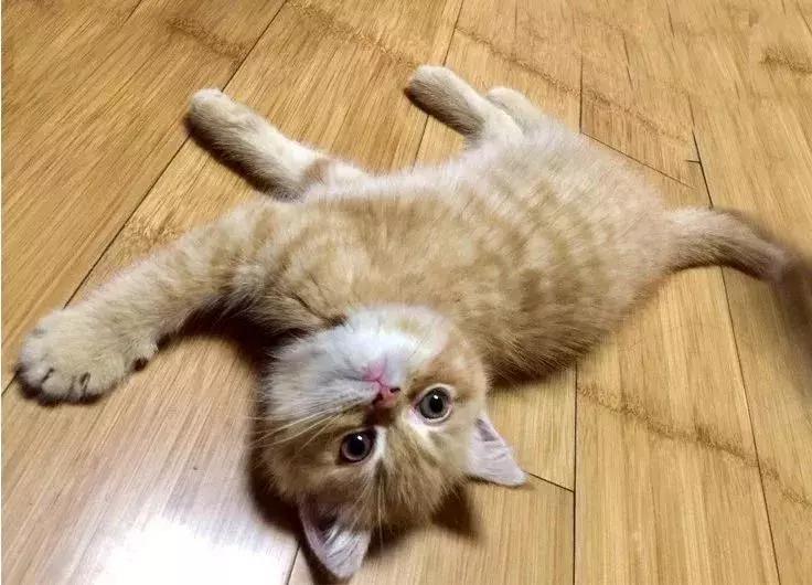 小满优选｜拥有两只喵的铲屎官，找人把110m²三室设计成这样！